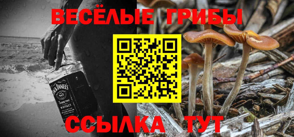 Псилоцибиновые грибы прущие грибы Дербент